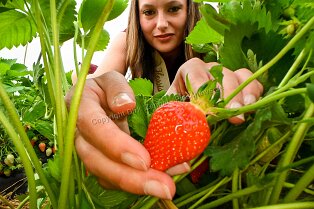LW_ 157 Erdbeerprinzessin Antonia I. (Antonia Göring) beim Pflücken.