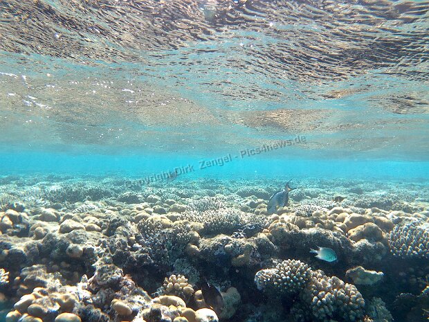 Tauchen im Roten Meer