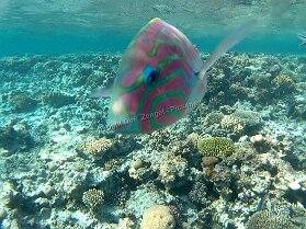 Aegypt_ 0230 This photo is taken by AllWinner's v3-sdv