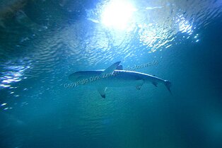 Erlebnismuseum Universeum Göteborg Erlebnismuseum Universeum Göteborg Tropenwald, Lebende Tiere, Dinosaurier, riesige Aquarien, Erlebniswelt und vieles mehr für alle Altersgruppen bietet dieses...