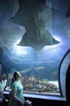 Erlebnismuseum Universeum Göteborg Erlebnismuseum Universeum Göteborg Tropenwald, Lebende Tiere, Dinosaurier, riesige Aquarien, Erlebniswelt und vieles mehr für alle Altersgruppen bietet dieses...