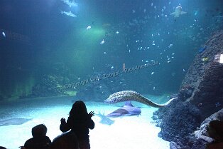 Erlebnismuseum Universeum Göteborg Erlebnismuseum Universeum Göteborg Tropenwald, Lebende Tiere, Dinosaurier, riesige Aquarien, Erlebniswelt und vieles mehr für alle Altersgruppen bietet dieses...