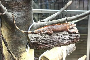 Erlebnismuseum Universeum Göteborg Erlebnismuseum Universeum Göteborg Tropenwald, Lebende Tiere, Dinosaurier, riesige Aquarien, Erlebniswelt und vieles mehr für alle Altersgruppen bietet dieses...